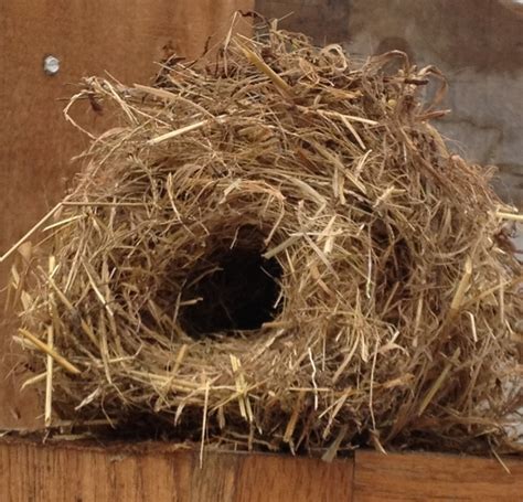 In my greenhouse I found house wren empty nest. | Bird house, Beautiful birds, Bird houses