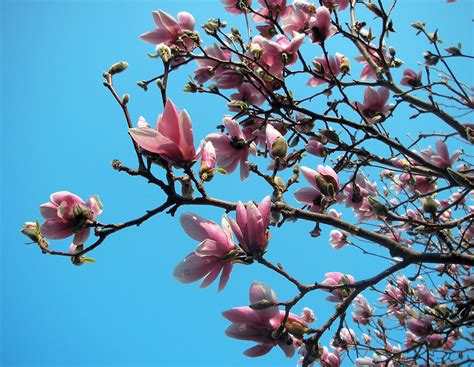 magnolia tree | kimberley blue | Flickr