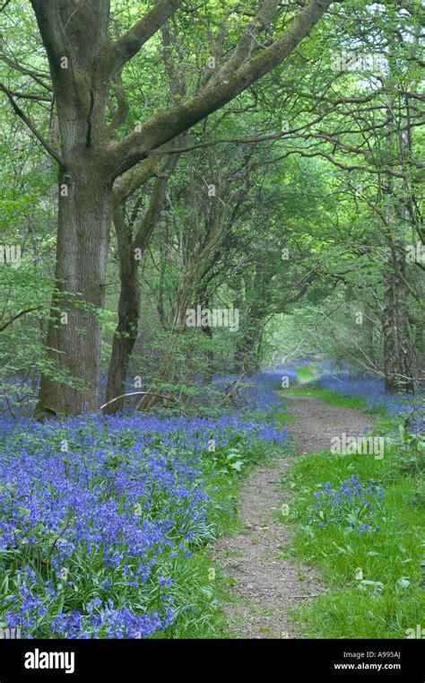 English oak woodland hi-res stock photography and images - Alamy