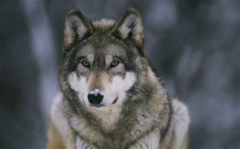 Gray and white wolf, animals, wolf, snow HD wallpaper | Wallpaper Flare