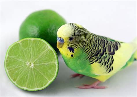 Green budgie with lime | Budgies, Pet birds, Green budgie