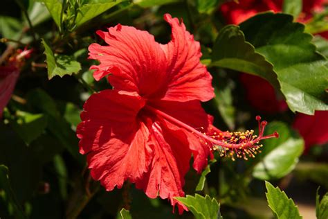 Hibiscus: National Flower of Haiti | Meaning of the Hibiscus