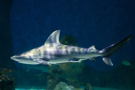 Sandbar shark - The Living Planet Aquarium