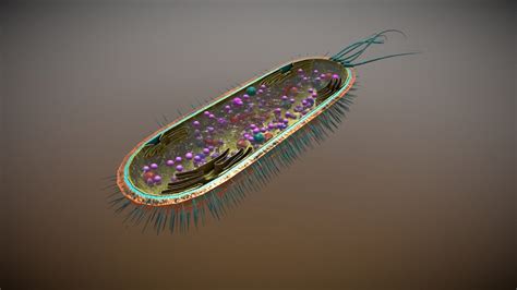 Biology bacterial Cell - 3D model by pavelmo4alov [4dfd9fd] - Sketchfab