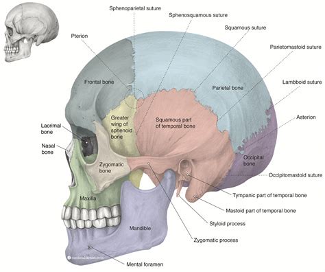 Bones of the skull anatomy in pencil | Medical illustration, Medical ...