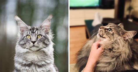 Maine Coon Personality Traits - MaineCoon.org