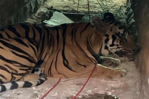 Man eating tiger captured in Chandrapur District - The Live Nagpur