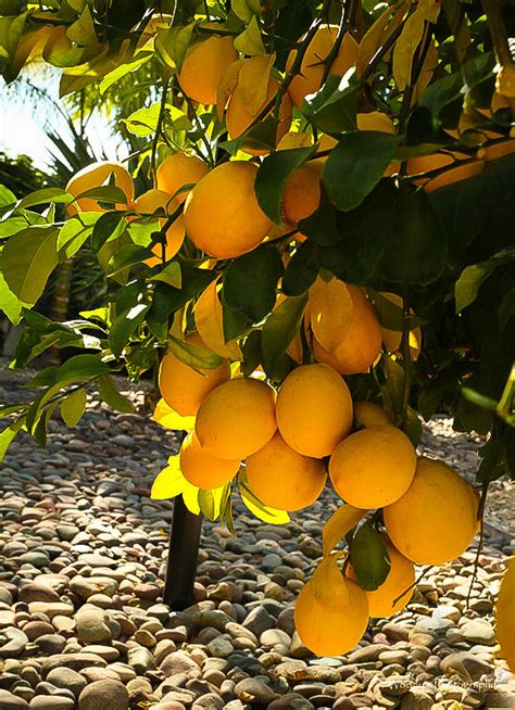 Lisbon Lemon Tree | The Tree Center™