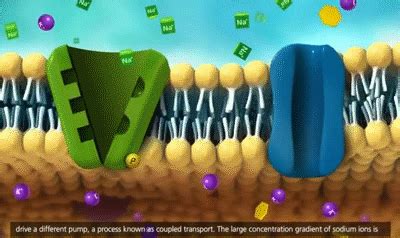 Membrane Transport in Cells: Symport, Antiport, Co-transport [3D Animation] on Make a GIF