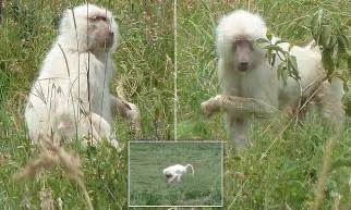 White baboon is spotted roaming the Arusha National Park in Tanzania | Daily Mail Online