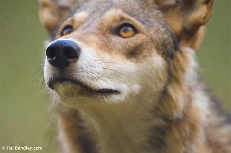 Photo of the Week: Red Wolf, WNC Nature Center - Travel 4 Wildlife