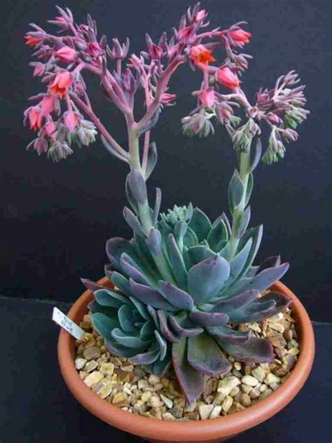 Growing Echeveria flower plants, care and Echeveria types