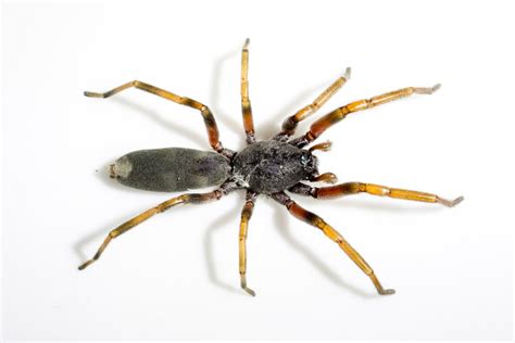 White-tailed spider - Australian Geographic