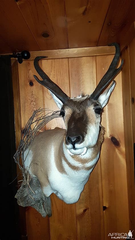 Pronghorn Shoulder Mount Taxidermy | AfricaHunting.com