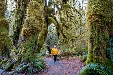 Visiting the Hoh Rainforest in Winter: Everything You Need to Know