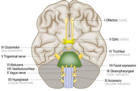 Oculomotor Nerve: Anatomy, Function and 3rd Nerve Palsy