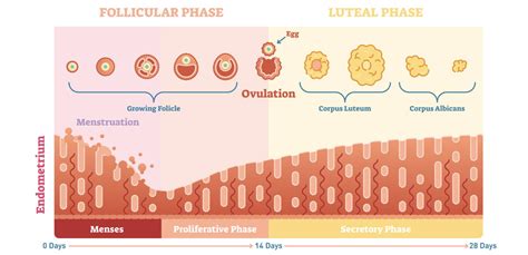 What Is Luteal Phase Of Cycle