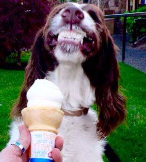 Dog eating ice cream | Funny animals, Funny animal pictures, Funny animal memes