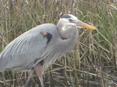 jeanzpix: MARSH BIRDS