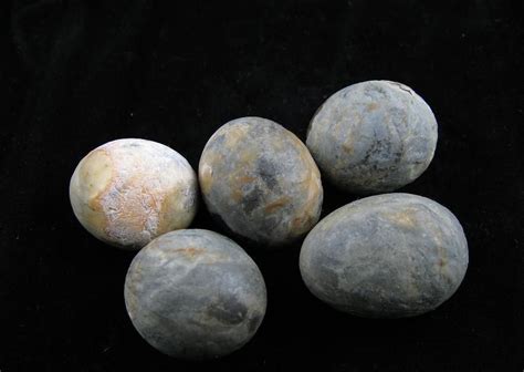 Bezoar Stones from wild goats Search Web, Oddities, Crystals, Metals ...