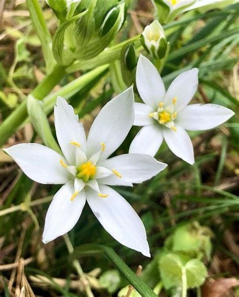 How to Grow Star of Bethlehem Flower | Balcony Garden Web