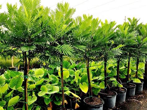 Jual Pohon Kiara Payung Kualitas Unggul - 0812 4902 5398