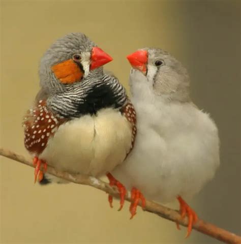 Types of Finches - Different Types of Finches