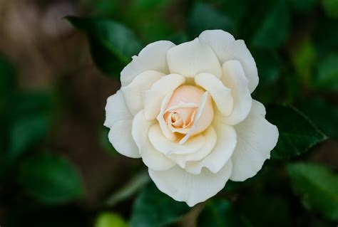 Download White Flower Petal Nature Rose 4k Ultra HD Wallpaper