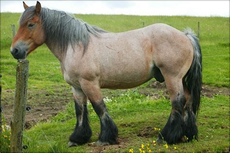 Ardennes horse | Horses, Draft horses, Ardennes