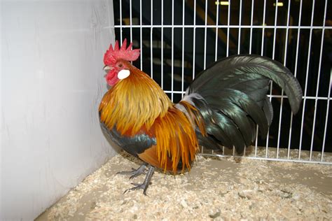 Dutch Bantam For Sale | Chickens | Breed Information | Omlet