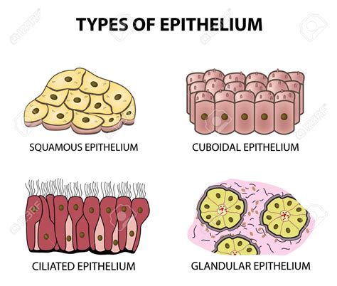 Epithelial Tissue Diagram