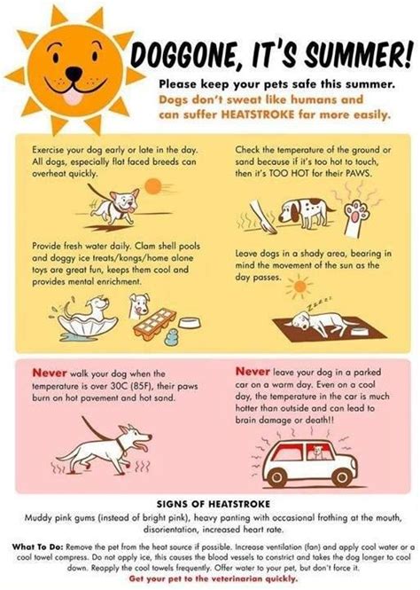 Pet Safety Tips for Summer - Holiday House Pet Resort