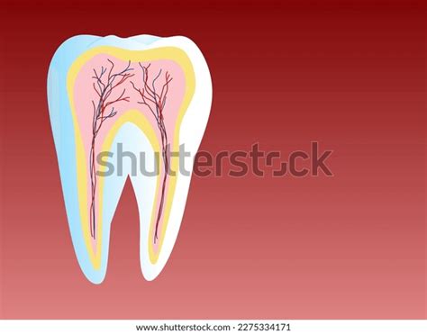 Teeth Structure Layer Anatomy Illustration Dental Stock Vector (Royalty Free) 2275334171 ...