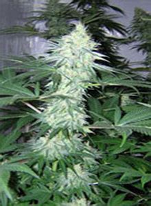 White Widow (Almighty Seeds) :: Cannabis Strain Info