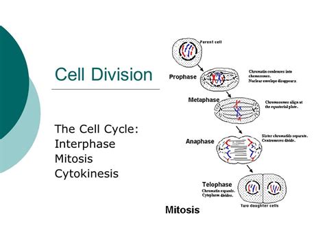 Structure And Functions Of Living Organisms - Honors Biology Final Project