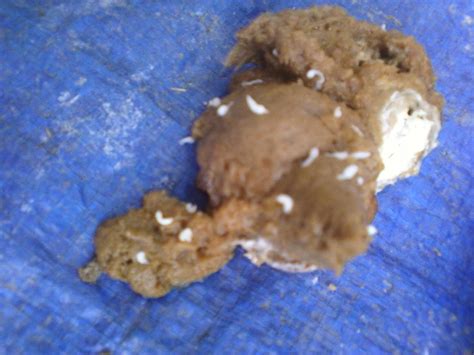 worms in chickens poop! help! (picture included)