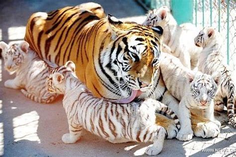 Foto Anak Harimau Putih | Faunaku