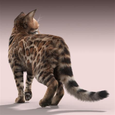 max bengal cat fur hair animation