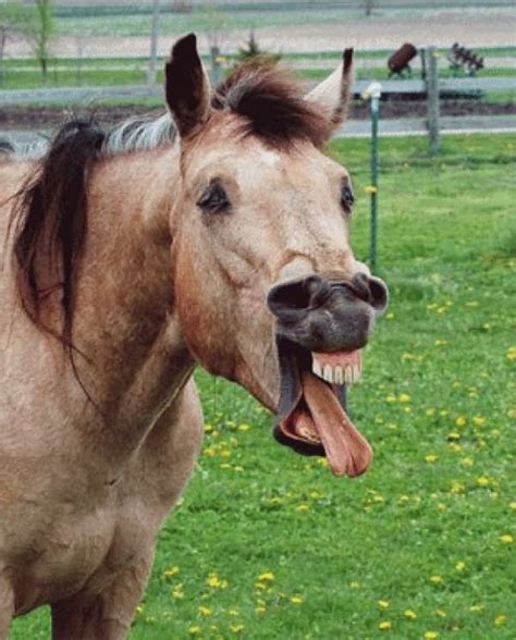 40 Very Funny Horse Face Pictures And Images - Funnyexpo