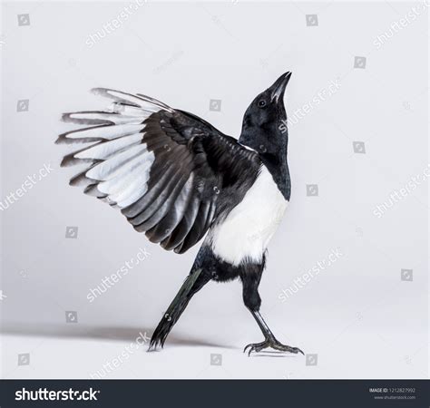 26,343 Magpie Wing Images, Stock Photos & Vectors | Shutterstock