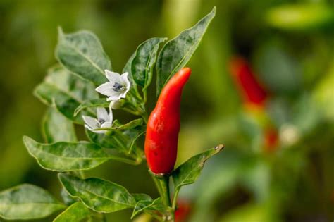 Thai Chili Plant » Tips for Growing Some Spicy Flavor