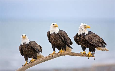 Bald Eagles On A Dry Branch, Beautiful Hd Wallpaper For Your Desktop : Wallpapers13.com