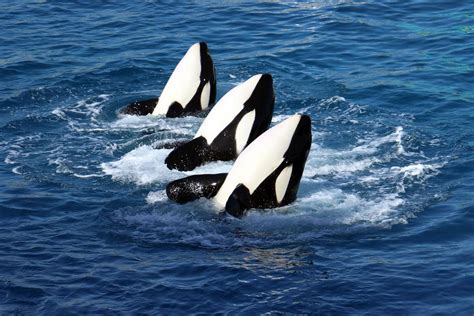 ‘Talking’ killer whale reveals orcas can learn to mimic human speech