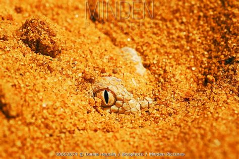 Common Sand Viper stock photo - Minden Pictures