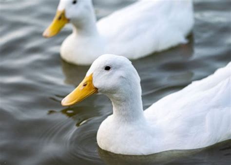 Aylesbury Ducks - The Ultimate Duck Breed Guide