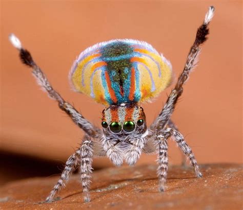 Meet The Most Gorgeous ‘Peacock Spider’ | Amusing Planet