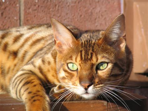 Bengal Cat Facts | Bengal Cat World