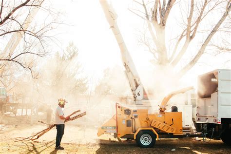 Professional Tree Trimming Services In Albuquerque | Legacy Tree Co.