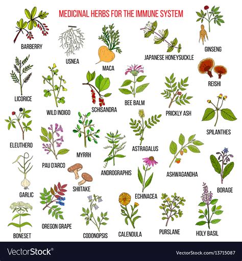 Best medicinal herbs for the immune system Vector Image