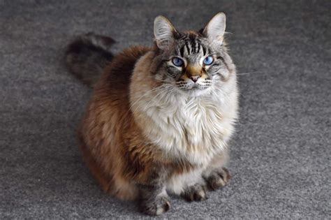 Maine Coon Ragdoll Mix: Info, Pictures, Facts, FAQs & More